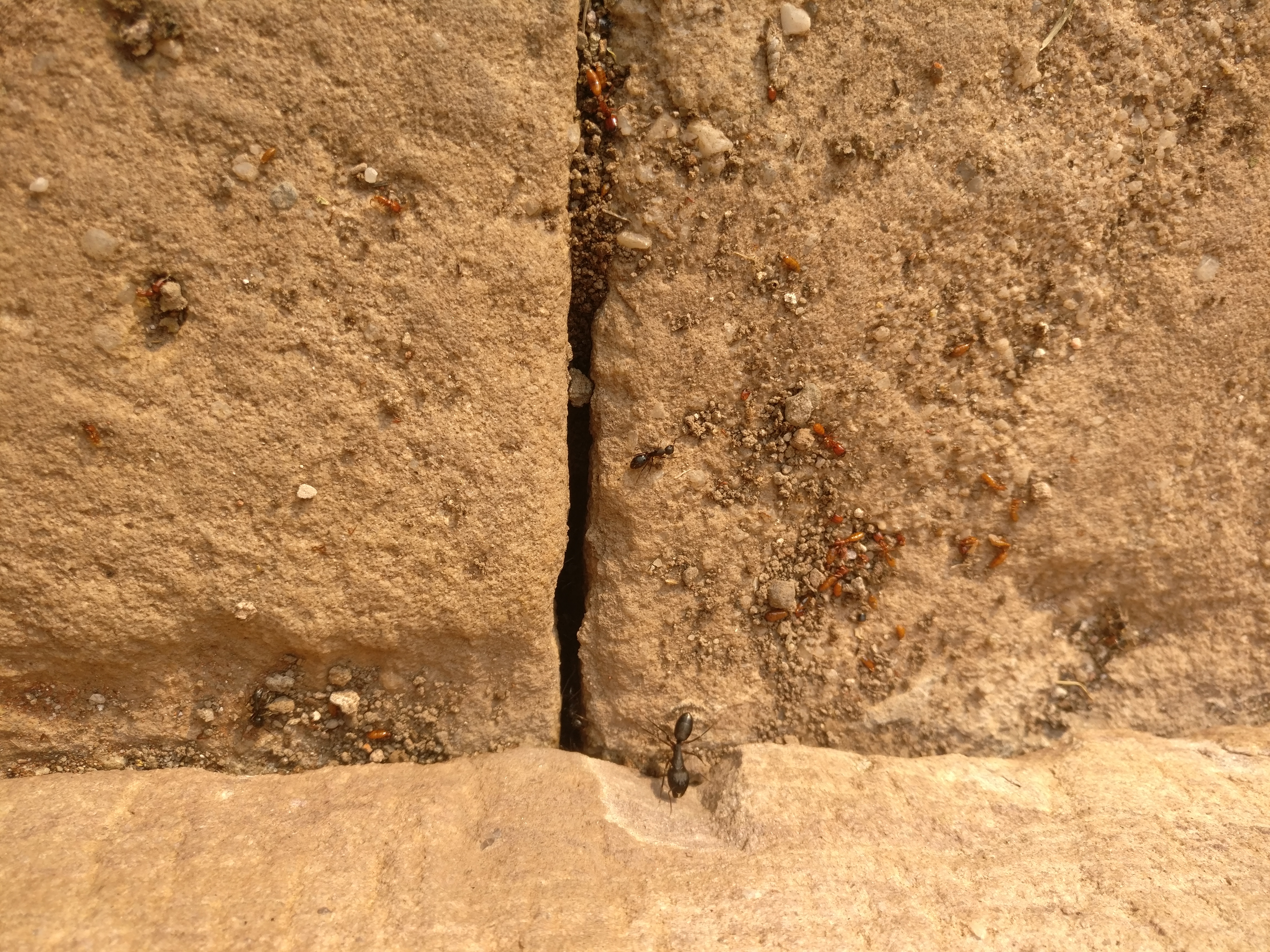 Detail with ants of a mosque at Champaner, Gujarat