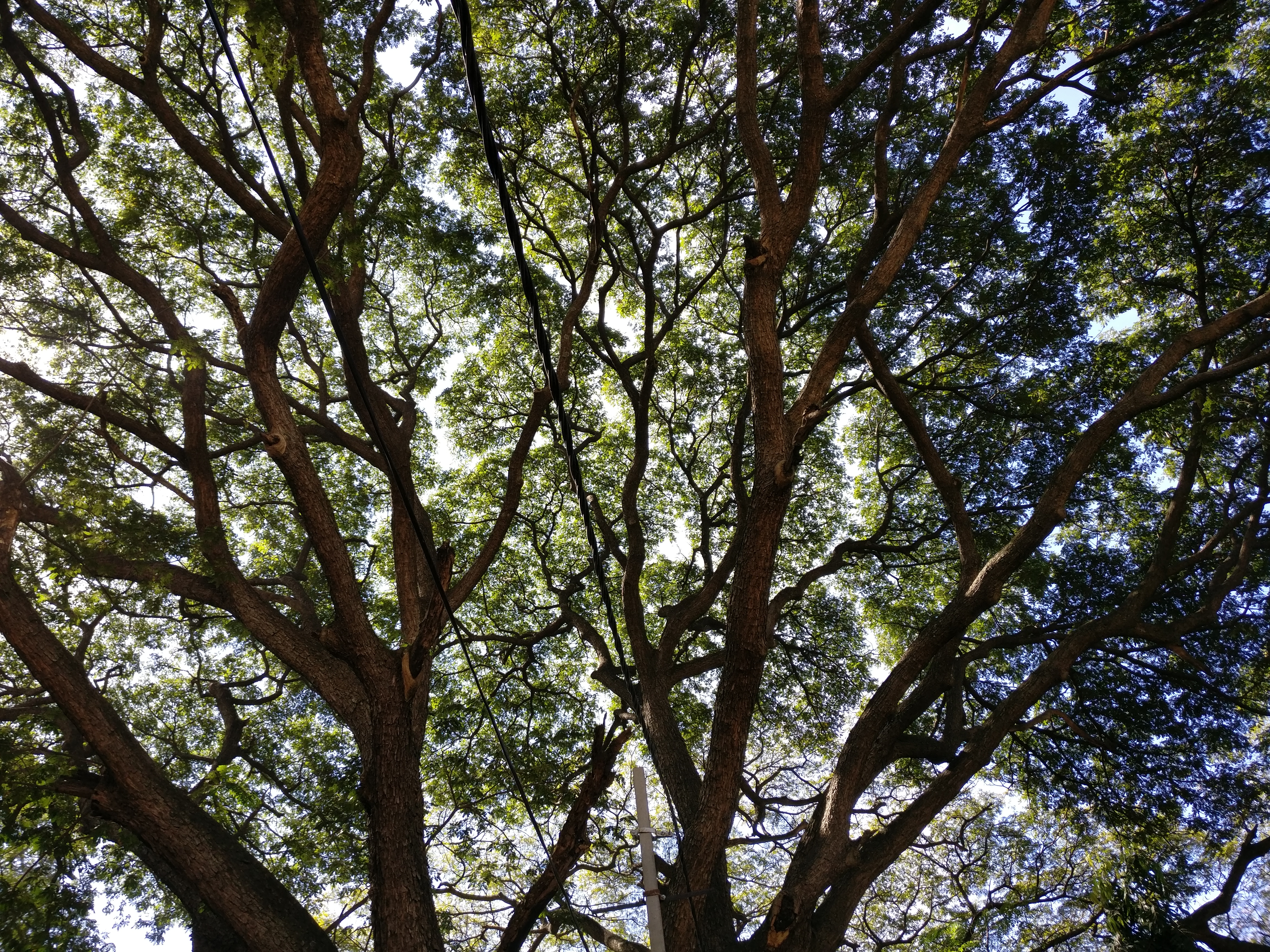 Tree near my hotel in Bangalore