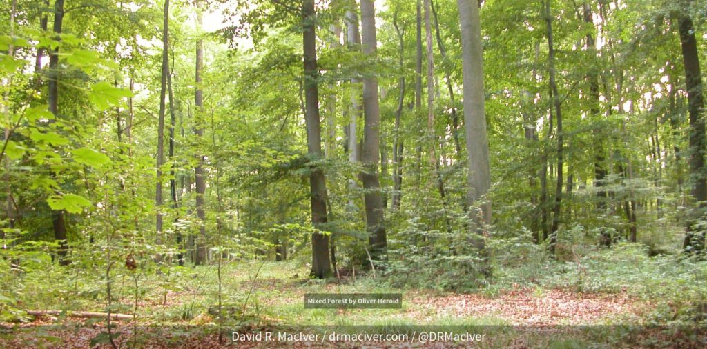 Slide of natural forest